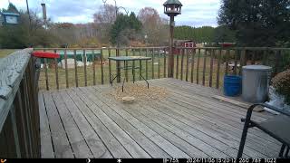 Look at these gray squirrels being so devilish on the deck One attacking the suet trailcamera [upl. by Tavi]