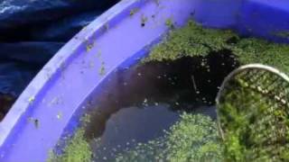 Tilapia Love Duckweed [upl. by Rustice985]