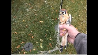 Falconry Trapping kestrels with a dho gazza [upl. by Damita]