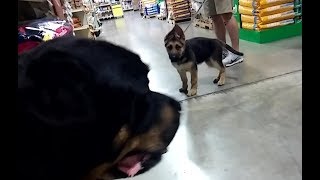 Big Rottweiler Greets German Shepherd Puppy amp English Cream [upl. by Wareing]