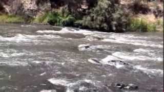 Swimming in the Yarra River at Laughing Waters [upl. by Wheelwright]