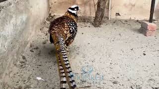 Reeves Pheasant  Longest Tail Pheasant  Most Beautiful Tail Bird [upl. by Temp956]