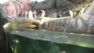 Penguin amp Puffin Coast exhibit at Saint Louis Zoo [upl. by Munro]