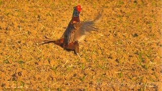 Bažant obecný Phasianus colchicusFasanCommon Pheasant [upl. by Ellerrad903]