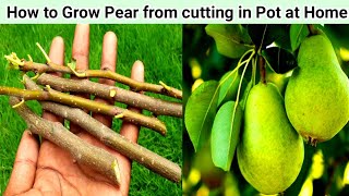 How To Grow An Pear trees from Stem [upl. by Marteena]