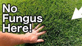 How To STOP FUNGUS In Your Lawn Before It Starts [upl. by Pansy]