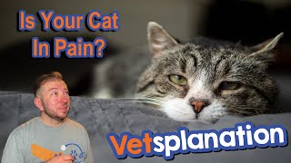 Is Your Cat Hiding Pain Find Out Now [upl. by Coltin965]