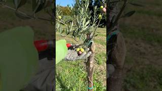 Olive Harvesting The Future of Young Trees [upl. by Ienttirb]