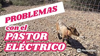 Problemas que te puedes encontrar con el pastor eléctrico [upl. by Yldarb420]