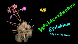 Weidenröschen Epilobium angustifolium Blüte und Öffnen der Samenschote 4k trilingual [upl. by Eidnac]