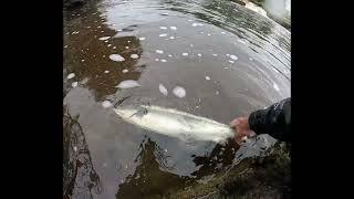 Salmon Fly Fishing Ireland late June 2024 [upl. by Htezil]