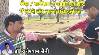 Infertility  Anoestrus Treatment in a buffalo Heifer ।। Dr Radheshyam Saini [upl. by Clayberg]