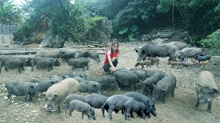 Pour Foundation Build A Pig Pen Buy Neighbors Pig To Raise  Giang Thi Ca [upl. by Loeb437]