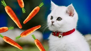 Mittens amp Pants  The Carrot Film  Cute Cat Video For Kids  Pop Teen Toons [upl. by Remde]