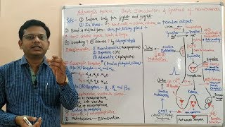 Adrenergic System Part 01  Basic Introduction and Synthesis of Norepinephrine  Noradrenaline [upl. by Hinson]