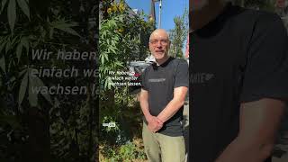 Eine riesige Hanfpflanze mitten auf dem Gehweg in Berlin shorts cannabis [upl. by Delphina]