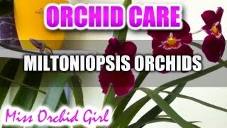 Orchid Care  Miltoniopsis Orchids [upl. by Yatnoj]