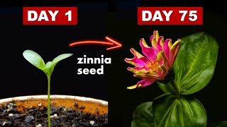 Growing Zinnia Flower From Seed  75 Days Time Lapse [upl. by Heiner]