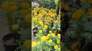 Khilti huyi fool delhi ki nursary part 1 trending flowers garden nursing [upl. by Verada]