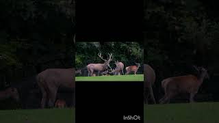 DEER SOUNDS TO ATTRACT DEERshortfeeds babyanimals shortsvideo animals nature [upl. by Lemon]