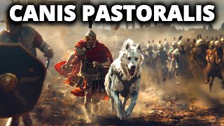 CANIS PASTORALIS  Der Legendäre Wachhund Roms [upl. by Ecnerolf]