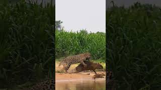 Epic sighting of jaguar killing a capybara today shorts jaguar bigcat wildlife [upl. by Ahseena709]