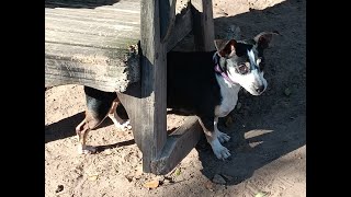 ADOPTED Macy a sweet amp playful female rat terrier [upl. by Annoval]