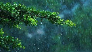 Rainforest Rain Sounds for Sleeping or Studying 🌧️ White Noise Rains 10 Hours [upl. by Erlinna]