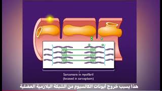 excitation contraction coupling [upl. by Notxap]