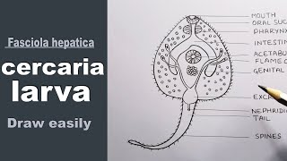 how to draw cercaria larva cercaria larva diagram  Fasciola hepatica larva [upl. by Clotilda]