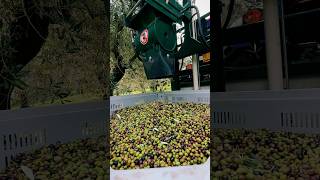 L’aspiratore per olive è un macchinario che viene utilizzata per raccogliere le olive sulle reti [upl. by Joappa]