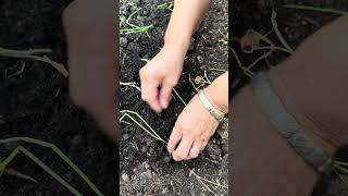 Why Fish Guts Are the SECRET to Growing the BEST Green Onions FAST organic healthyworms shorts [upl. by Nattirb484]