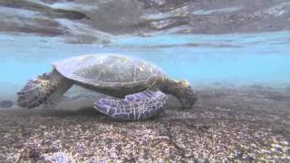 Green Sea Turtles at KalokoHonokohau Park [upl. by Thomasine]