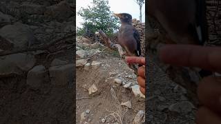 common bird🕊️viralchannel birdspotting birdwatch birdlover viralshort subhanallah fypシ゚viral [upl. by Wilsey]