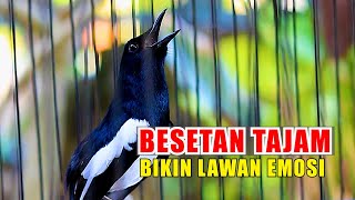 BESETAN TAJAM BIKIN KACER LAIN JADI TAMBAH EMOSI [upl. by Nahgem]