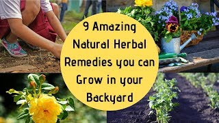 9 Amazing Natural Herbal Remedies you can grow in your Backyard [upl. by Anivle]