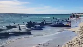 At Least 28 Pilot Whales Die After Being Stranded on Beach [upl. by Mufi141]