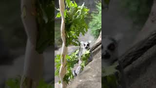 Ring Tailed Lemurs Loving Browse  Cincinnati Zoo shorts [upl. by Eicyaj]