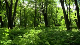 Aménagements au Marais de Grondines pour la perchaude [upl. by Pain]