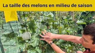 La taille des melons en milieu de saison [upl. by Theodor705]