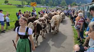 Viehscheid 2023 Schöllang  Hintere Seealpe [upl. by Augustine]