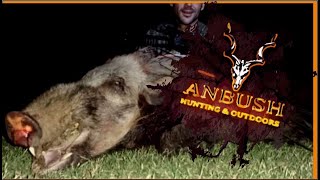 Bow Hunting Bushpig at night [upl. by Asemaj619]