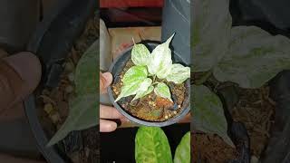 Update Anthurium Foliage Before amp After gardening [upl. by Mcclees78]