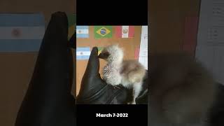 How To Train Eagle quotBravoquot Part 1 The Successor of Romeo Shorts [upl. by Nohpets]