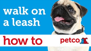 How to Teach Your Dog to Walk on a Leash Petco [upl. by Nelg263]