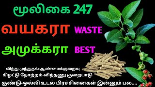 அமுக்கராஅஸ்வகந்தாஅசுவகந்திWithania somniferaPhisalis Somniferaஅலசல்Alasal [upl. by Larina]