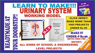 Urinary System Working Model Kidney Working Model Projects Under Rs99Ontex Electronics English [upl. by Aihsenat]