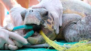 Sea Turtle Rescue  Net Entanglement In Argostoli Harbour [upl. by Ridglea287]