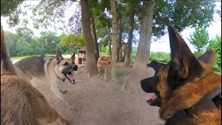 Belgian Malinois Corrects German Shepherd At The Dog Park [upl. by Airuam]