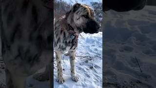 Top 6 dog breeds that can take down a lion p4 kangal rhodesianridgeback [upl. by Ahsam317]